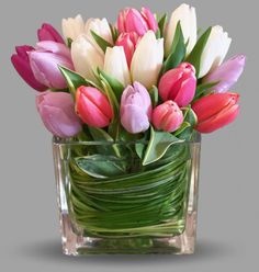 Tulips - Pokloni i Dekoracija