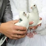 Iznajmljivanje belih golubova za venčanja