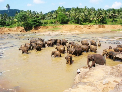 Slonovi na Šri Lanci